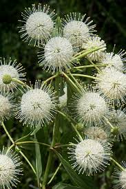 Attēlu rezultāti vaicājumam “Juncus gerardii flower”