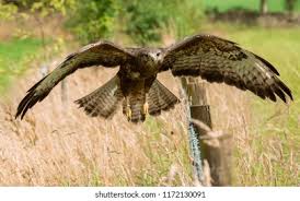 Attēlu rezultāti vaicājumam “Buteo buteo adult”