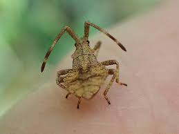 Attēlu rezultāti vaicājumam “Coreus marginatus nymph”