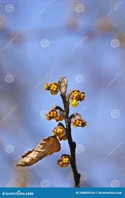 Attēlu rezultāti vaicājumam “Hamamelis japonica bud”
