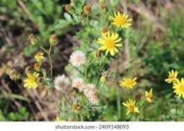 Attēlu rezultāti vaicājumam “Jacobaea paludosa flower”