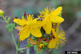 Image result for Hypericum perforatum