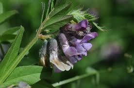 Attēlu rezultāti vaicājumam “Vicia sepium”