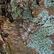 Attēlu rezultāti vaicājumam “Hydriomena impluviata”