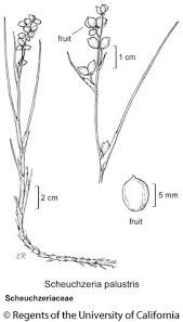 Attēlu rezultāti vaicājumam “Scheuchzeriaceae”
