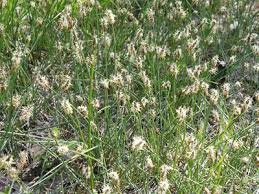 Attēlu rezultāti vaicājumam “Carex chordorrhiza”