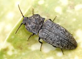 Attēlu rezultāti vaicājumam “Agrypnus murinus”