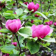 Attēlu rezultāti vaicājumam “Magnolia x soulangeana”