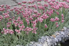Attēlu rezultāti vaicājumam “Antennaria dioica leaf”