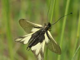 Attēlu rezultāti vaicājumam “Myrmeleontidae”