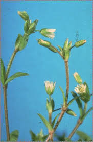 Attēlu rezultāti vaicājumam “Cerastium holosteoides fruit”