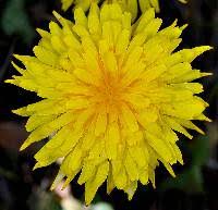 Image result for Agoseris major