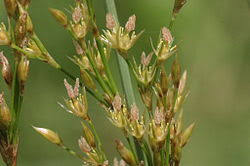 Attēlu rezultāti vaicājumam “Juncus inflexus”