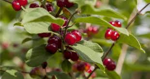 Attēlu rezultāti vaicājumam “Lonicera xylosteum fruit”