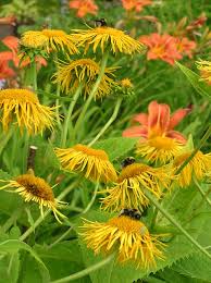 Attēlu rezultāti vaicājumam “Telekia speciosa leaf”