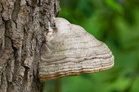 Attēlu rezultāti vaicājumam “Fomes fomentarius”