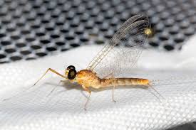 Attēlu rezultāti vaicājumam “Heptagenia sulphurea”