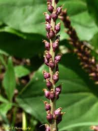 Attēlu rezultāti vaicājumam “Plantaginaceae”