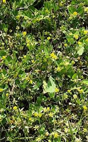 Attēlu rezultāti vaicājumam “Trifolium dubium bud”