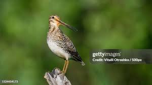 Attēlu rezultāti vaicājumam “Gallinago gallinago eggs”