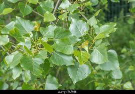 Attēlu rezultāti vaicājumam “Populus x canadensis fruit”