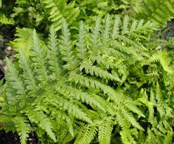 Attēlu rezultāti vaicājumam “Dryopteris filix-mas”