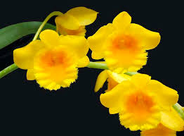 Attēlu rezultāti vaicājumam “Chrysotoxum sp.”