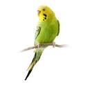 Budgie care - Budgie information, Caring for a budgie, Breeding ...