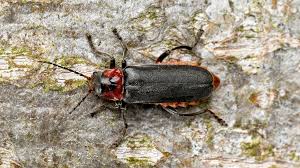 Attēlu rezultāti vaicājumam “Cantharis rustica imago”