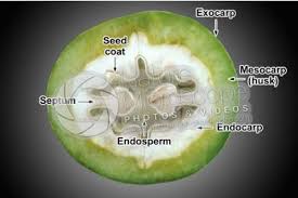 Attēlu rezultāti vaicājumam “Juglans x sinensis fruit”