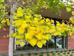 Attēlu rezultāti vaicājumam “Populus tremula”