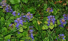 Attēlu rezultāti vaicājumam “Ajuga genevensis flower”
