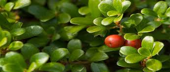 Attēlu rezultāti vaicājumam “Exobasidium uvae-ursi”