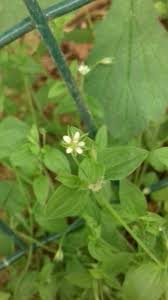 Attēlu rezultāti vaicājumam “Moehringia trinervia flower”