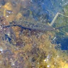 Attēlu rezultāti vaicājumam “Nepa cinerea imago”