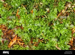 Attēlu rezultāti vaicājumam “Plagiomnium affine”