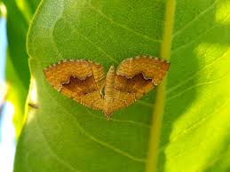 Attēlu rezultāti vaicājumam “Camptogramma bilineata”