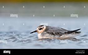 Attēlu rezultāti vaicājumam “Phalaropus fulicarius”