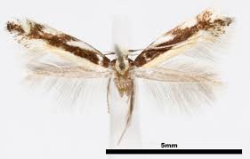 Attēlu rezultāti vaicājumam “Elachistidae”