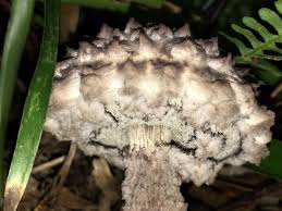 Attēlu rezultāti vaicājumam “Strobilomyces strobilaceus”