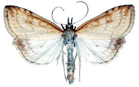 Attēlu rezultāti vaicājumam “Udea lutealis”