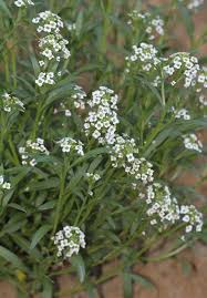 Attēlu rezultāti vaicājumam “Lobularia maritima”