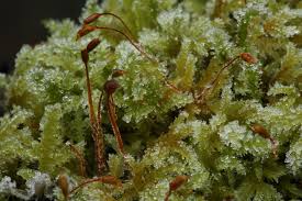Attēlu rezultāti vaicājumam “Isothecium myosuroides sporophyte”