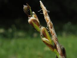 Attēlu rezultāti vaicājumam “Carex digitata bud”