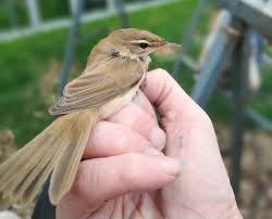 Image result for Acrocephalus agricola