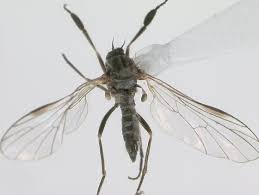 Attēlu rezultāti vaicājumam “Empididae”