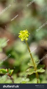 Attēlu rezultāti vaicājumam “Adoxa moschatellina flower”