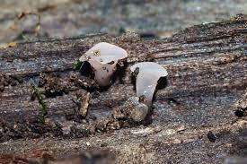 Attēlu rezultāti vaicājumam “Ombrophila violacea”