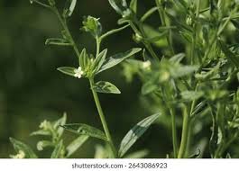 Attēlu rezultāti vaicājumam “Lithospermum officinale flower”