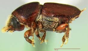 Attēlu rezultāti vaicājumam “Scolytus scolytus, Scolytus multistriatus”